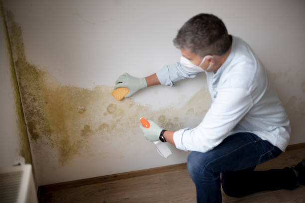 Best Emergency Mold Remediation  in Chamberlain, SD